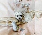 Small #16 Maltese