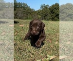 Small Photo #16 Labrador Retriever Puppy For Sale in LEASBURG, MO, USA