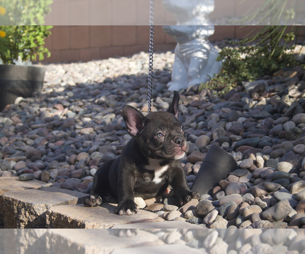 Medium Photo #3 American Bully Puppy For Sale in LAS VEGAS, NV, USA