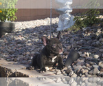 Small Photo #3 American Bully Puppy For Sale in LAS VEGAS, NV, USA