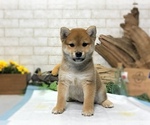 Small Photo #1 Shiba Inu Puppy For Sale in LOS ANGELES, CA, USA
