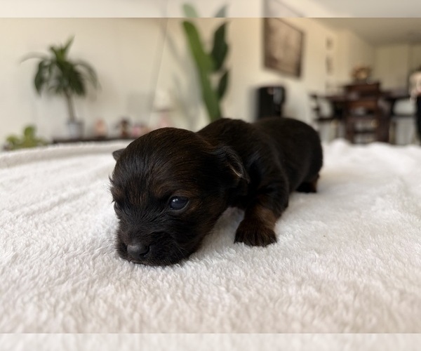 Medium Photo #4 Chihuahua Puppy For Sale in SAN ANTONIO, TX, USA