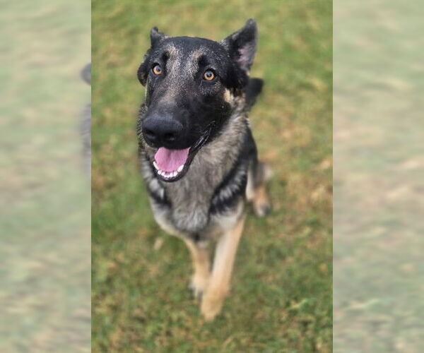 Medium Photo #1 German Shepherd Dog Puppy For Sale in Riverside, CA, USA