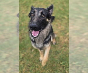 German Shepherd Dog Dogs for adoption in Riverside, CA, USA