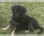 Puppy Dark Boy German Shepherd Dog