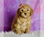 Small Photo #20 Goldendoodle (Miniature) Puppy For Sale in WARSAW, IN, USA