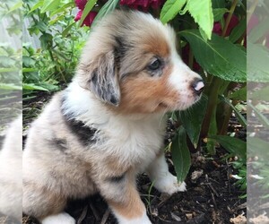 Australian Shepherd Puppy for sale in LINDEN, TN, USA