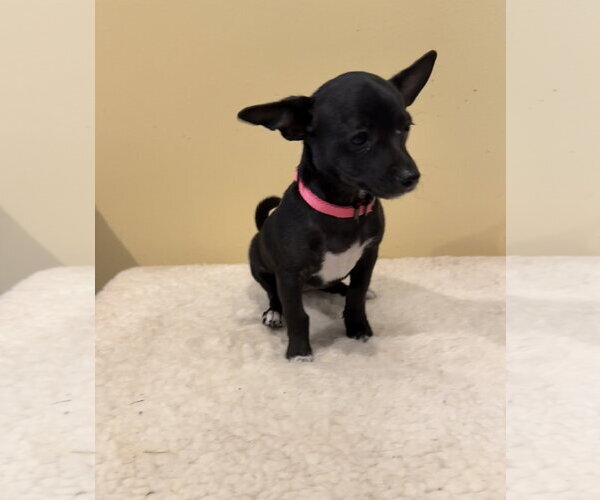 Medium Photo #1 Chihuahua-Unknown Mix Puppy For Sale in Royal Palm Beach, FL, USA