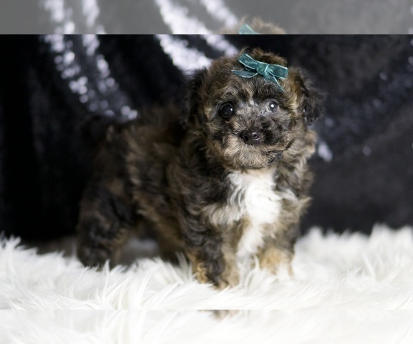 Medium Photo #6 Poodle (Miniature) Puppy For Sale in WARSAW, IN, USA
