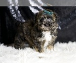 Small #5 Poodle (Miniature)