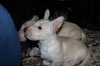 Small Photo #3 Scottish Terrier Puppy For Sale in EDEN, IN, USA
