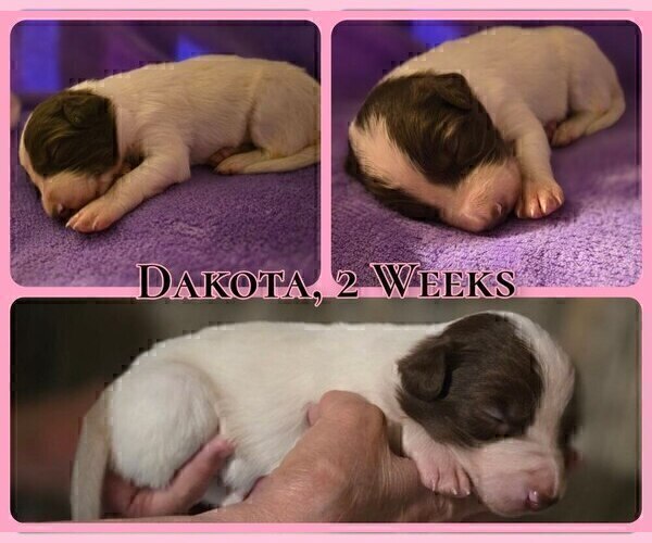 Medium Photo #33 Border Collie Puppy For Sale in BROOKFIELD, MO, USA