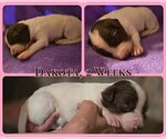 Small #7 Border Collie
