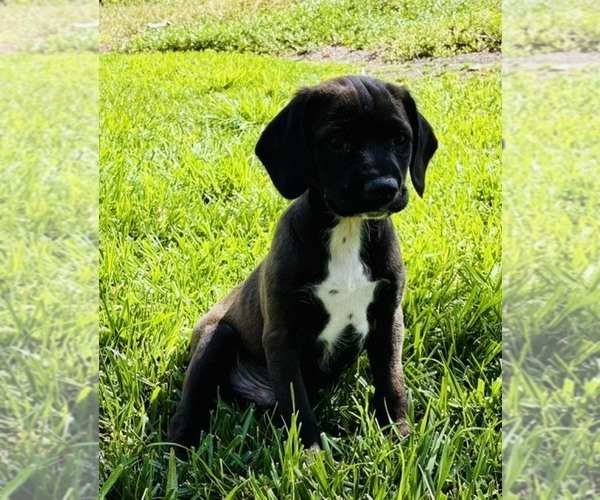 Medium Photo #1 Cocker Spaniel Puppy For Sale in IRVINE, CA, USA