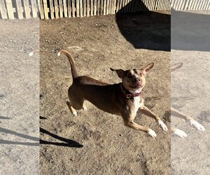BamBam *Adopt or Foster* - Male Catahoula Leopard Dog-Unknown Mix Dog for Adoption - Photo #9