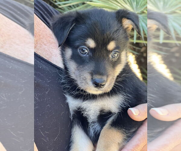 Medium Photo #4 Hava-Apso Puppy For Sale in Dana Point, CA, USA