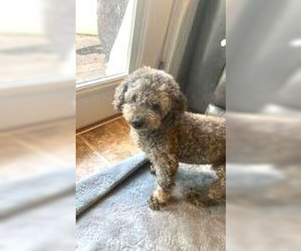 Medium Photo #3 Poodle (Miniature) Puppy For Sale in Wheaton, IL, USA