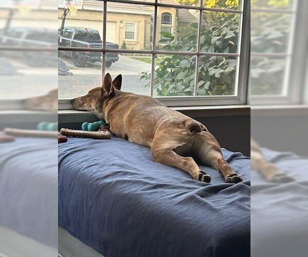 Medium Photo #3 Mutt Puppy For Sale in Petaluma, CA, USA