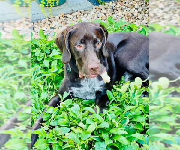 Medium Photo #5 German Shorthaired Pointer Puppy For Sale in Forest, VA, USA