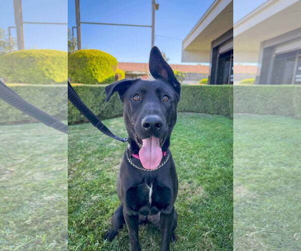 Medium Photo #1 Shepradors Puppy For Sale in San Diego, CA, USA