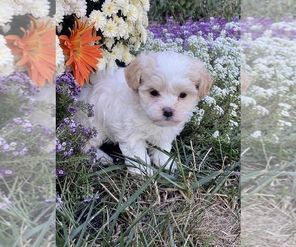 Medium Photo #5 Havanese Puppy For Sale in CANOGA, NY, USA