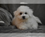 Small #3 Bichon Frise