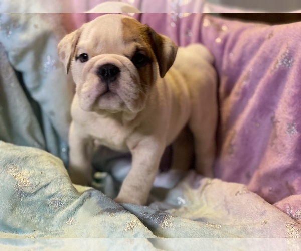 Medium Photo #5 English Bulldog Puppy For Sale in HAMDEN, CT, USA