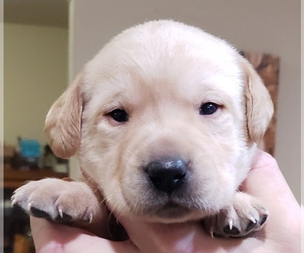 Medium Photo #8 Labrador Retriever Puppy For Sale in OLYMPIA, WA, USA