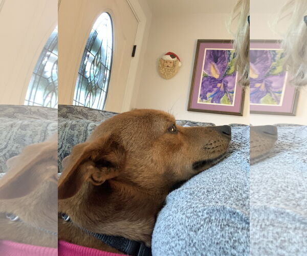 Medium Photo #10 Rat-Cha Puppy For Sale in Wakefield, RI, USA