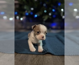 Medium Boston Terrier
