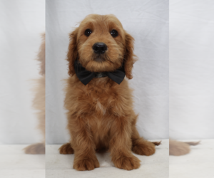 Springerdoodle Puppy for sale in EFLAND, NC, USA