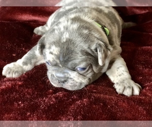 Medium Photo #10 French Bulldog Puppy For Sale in BUCKS BAR, CA, USA