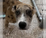 Small #1 Catahoula Leopard Dog Mix