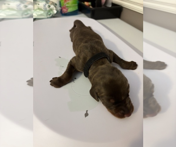 Medium Photo #4 Doberman Pinscher Puppy For Sale in MACOMB TOWNSHIP, MI, USA