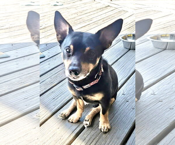 Medium Photo #2 Chipin Puppy For Sale in Monkton, MD, USA