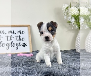 Chorkie Puppy for sale in GREENFIELD, IN, USA