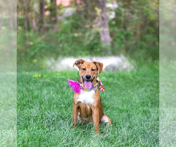 Medium Photo #7 Mutt Puppy For Sale in Unionville, PA, USA