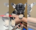 Puppy Puppy 2 French Bulldog