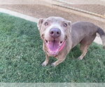 Small #3 Labrador Retriever Mix