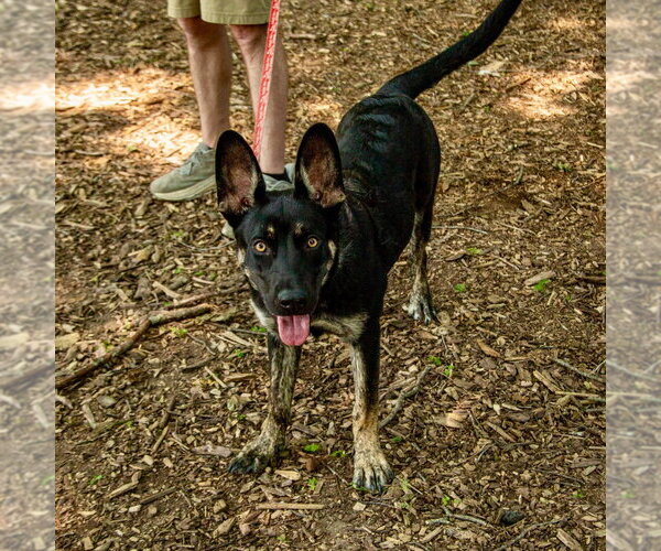 Medium Photo #8 Australian Kelpie-German Shepherd Dog Mix Puppy For Sale in Canton, CT, USA