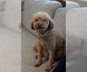 Father of the Goldendoodle (Miniature) puppies born on 04/22/2025