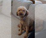 Small Photo #1 Goldendoodle (Miniature) Puppy For Sale in DENVER, PA, USA