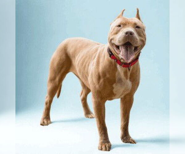 Medium Photo #1 American Pit Bull Terrier Puppy For Sale in Easton, MD, USA