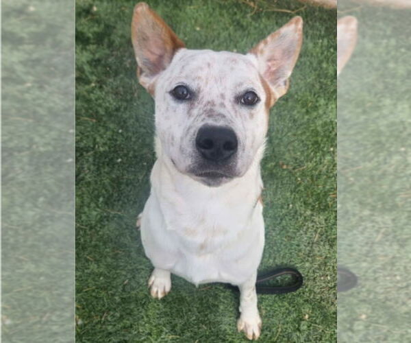 Medium Photo #3 Mutt Puppy For Sale in Lakewood, CO, USA