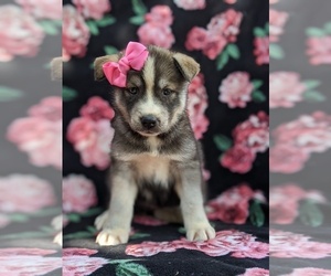 Labrador Retriever-Sharberian Husky Mix Puppy for sale in LINCOLN UNIV, PA, USA