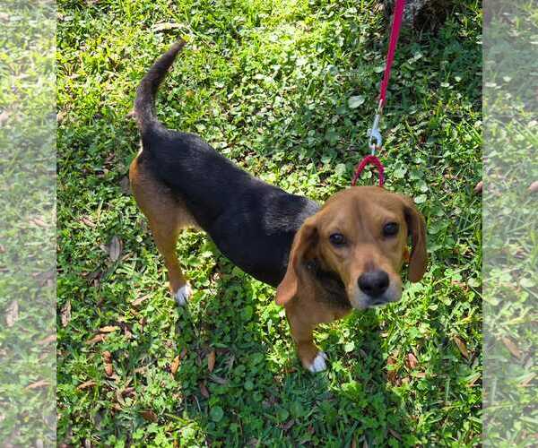 Medium Photo #5 Beagle Puppy For Sale in Dunnellon, FL, USA