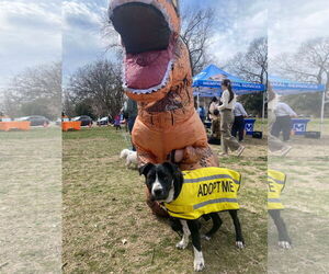 Daddio - Male Mutt Dog for Adoption - Photo #8