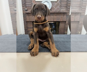 Doberman Pinscher Puppy for sale in HACIENDA HEIGHTS, CA, USA