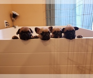 French Bulldog Puppy for sale in GREAT FALLS, MT, USA
