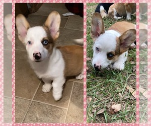 Pembroke Welsh Corgi Puppy for sale in BRANDON, FL, USA